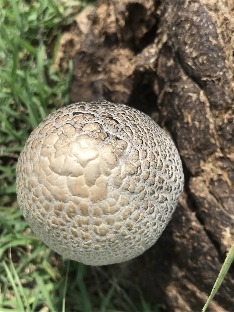 Panaeolus antillarum · January 2023 · photo: © tutitah (iNaturalist, cc0)