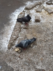 Columba livia domestica