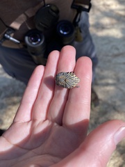 Gymnetis stellata