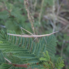 Tetanorhynchini