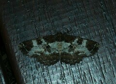 Paradromulia ambigua