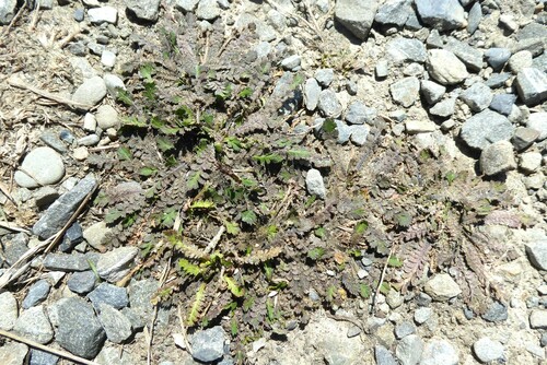 Image of Shore Cress (Lepidium tenuicaule) by (c) Aalbert Rebergen, some rights reserved (CC BY)