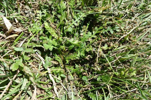 Image of Lepidium tenuicaule by (c) Aalbert Rebergen, some rights reserved (CC BY)