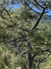 Pinus oocarpa