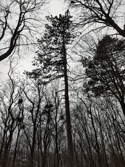Pinus nigra pallasiana