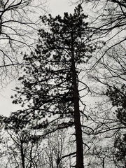 Pinus nigra pallasiana