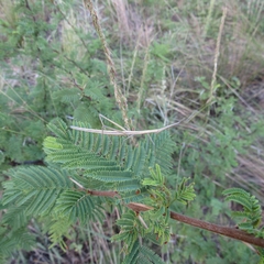 Tetanorhynchini