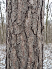 Pinus nigra pallasiana