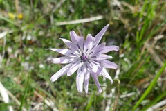 Scorzonera purpurea