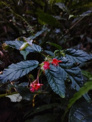 Begonia urticae