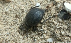 Pimelia cribra