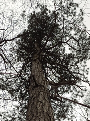 Pinus nigra pallasiana