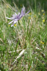 Scorzonera purpurea