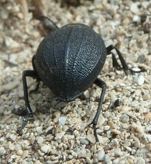Pimelia cribra