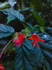 Begonia urticae
