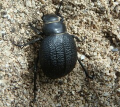 Pimelia cribra