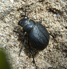 Pimelia cribra