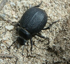 Pimelia cribra