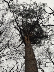 Pinus sylvestris