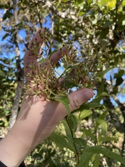 Critoniopsis
