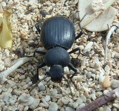 Tentyria mucronata