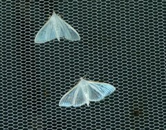 Palpita margaritacea