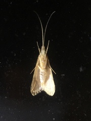 Trichoptera