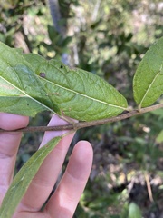 Critoniopsis