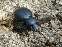 Tentyria mucronata