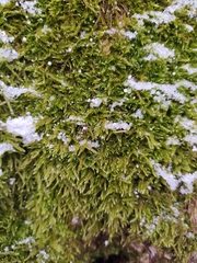 Hypnum cupressiforme