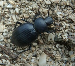 Tentyria mucronata