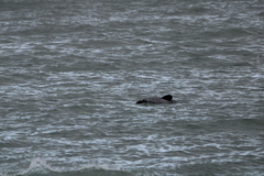 Cephalorhynchus hectori