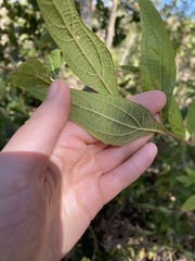 Critoniopsis