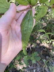 Critoniopsis