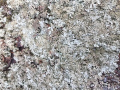 Xanthoparmelia viriduloumbrina