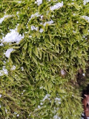 Hypnum cupressiforme