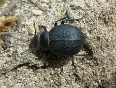 Pimelia cribra