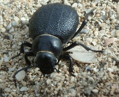 Pimelia cribra