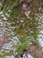 Hypnum cupressiforme