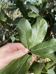 Quercus jonesii