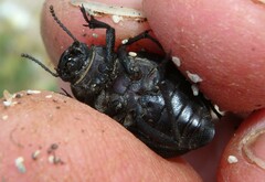 Pimelia cribra