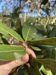 Quercus jonesii
