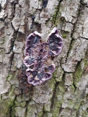 Chondrostereum purpureum