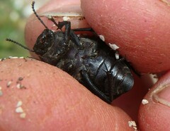 Pimelia cribra