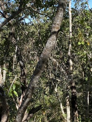 Quercus jonesii