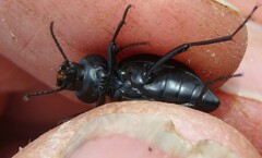 Tentyria mucronata