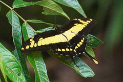 Heraclides thoas cinyras