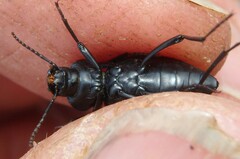 Tentyria mucronata
