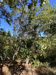 Quercus jonesii