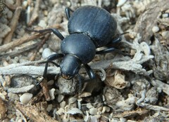 Tentyria mucronata